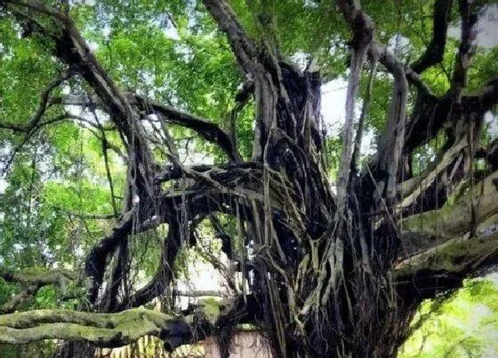 植物修剪|榕树什么时候剪枝合适