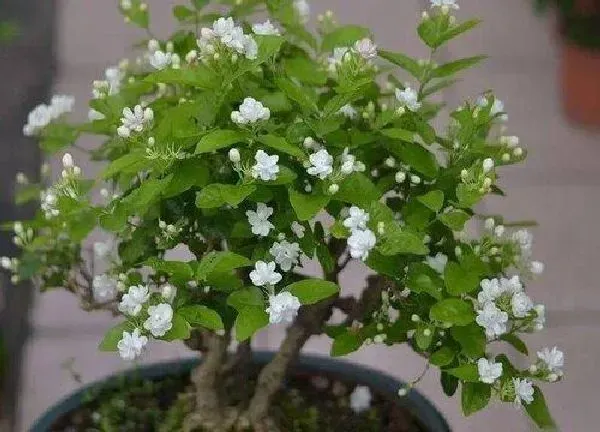 盆景|茉莉老桩养殖方法与养护事项