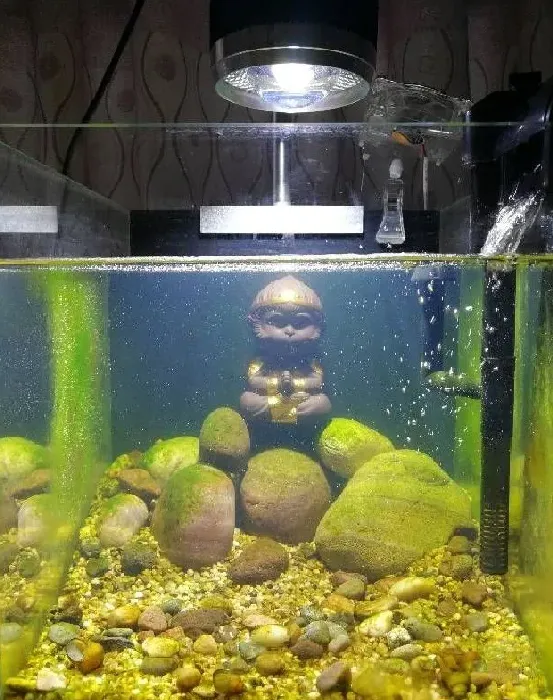 植物百科|金鱼缸绿藻的优缺点（鱼缸里长绿藻对水质的影响是好是坏）