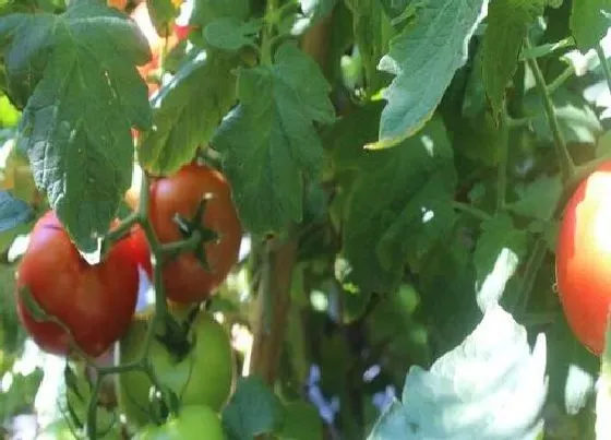 果实成熟|西红柿成熟的季节是几月