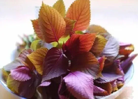 植物百科|苏子油是什么植物类别