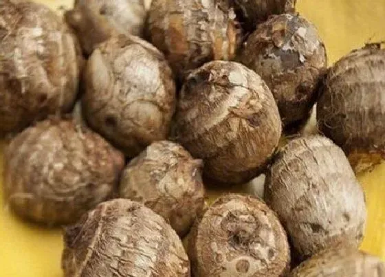 种植方法|芋头种植时间和方法 栽培种植技术