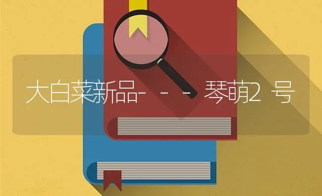 大白菜新品---琴萌2号 | 蔬菜种植