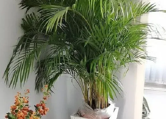 植物价格|散尾葵多少钱一盆