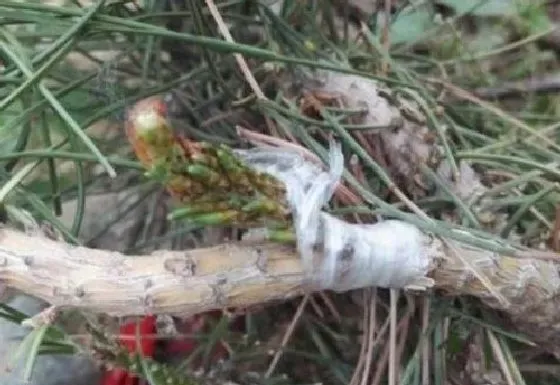 植物嫁接|松树什么时候嫁接成活率高