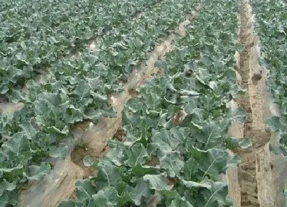 植物施肥|西兰花追肥用什么肥料好