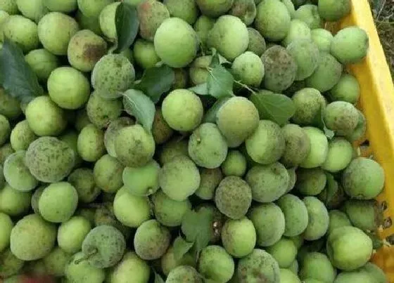 植物香味|甘梅是什么味道的