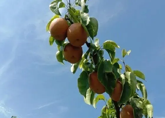 植物施肥|黄冠梨施什么肥最好