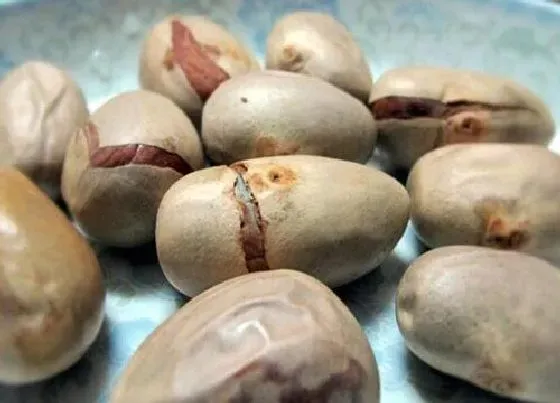 食用须知|菠萝蜜种子可以吃吗