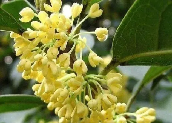 冬天植物|桂花耐寒多少度