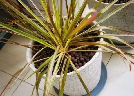 植物百科|七彩铁一年能长多高
