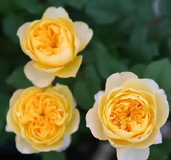 植物百科|圣女贞德月季的优缺点（圣女贞德耐阴，栽培注意修剪要点）