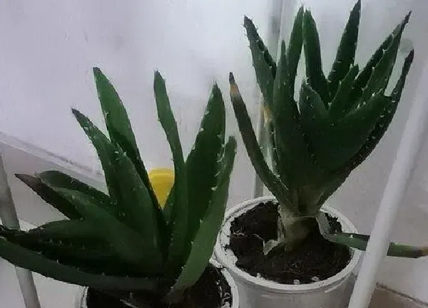 盆景|芦荟适合深盆还是浅盆