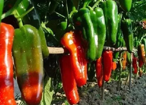 植物浇水|辣椒几天浇一次水 春夏秋冬各不同