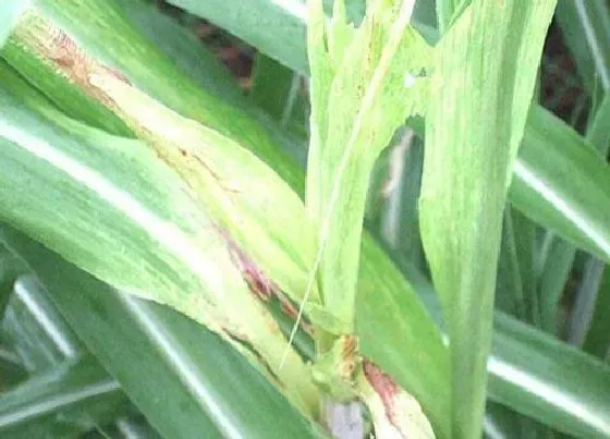 植物病害|甘蔗病毒病症状与防治方法