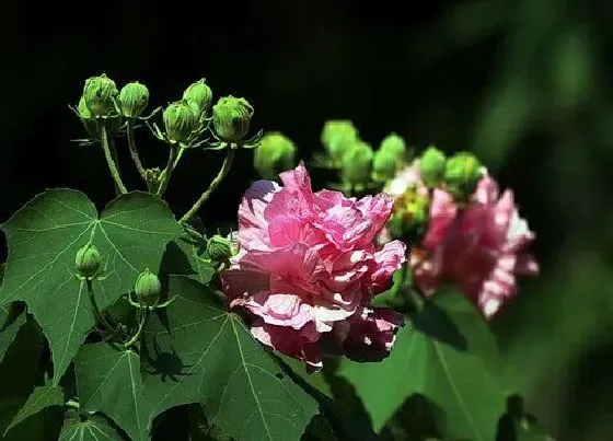 植物百科|芙蓉是花吗