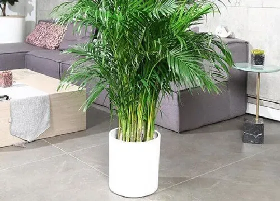 植物价格|散尾葵多少钱一盆