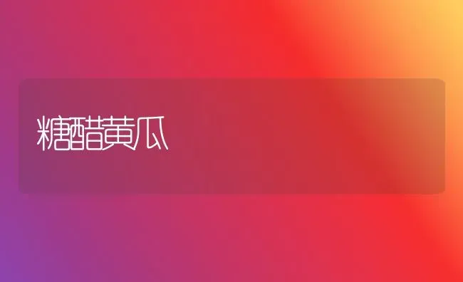 糖醋黄瓜 | 蔬菜种植