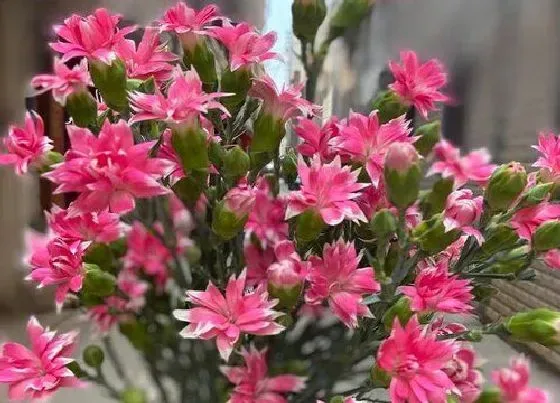 习性特点|康乃馨的样子和特点描写