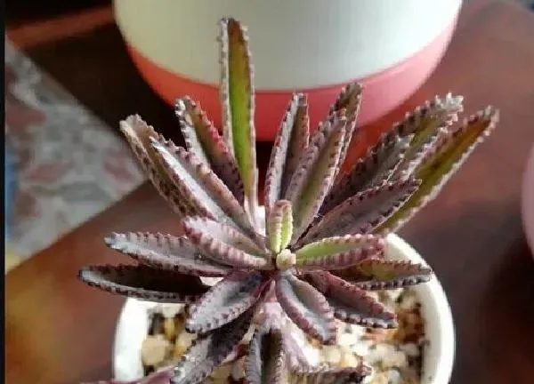 植物扦插|多肉不死鸟可以叶插吗 叶插繁殖方法