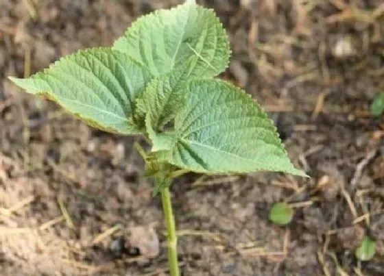 种植方法|紫苏种植时间和方法 种植技术与栽培管理