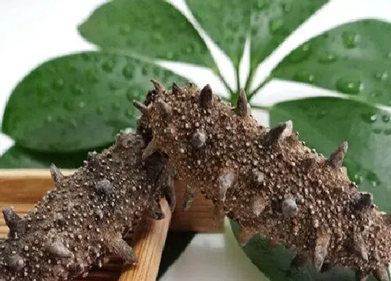 植物种类|海参是植物吗 属于棘皮动物