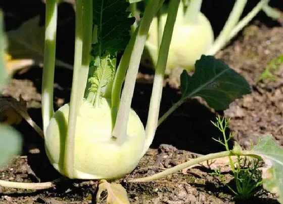 植物播种|大头菜什么时候播种好