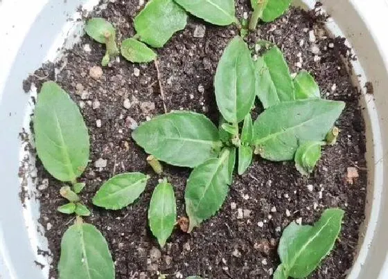 植物育苗|倒挂金钟种子怎么催芽