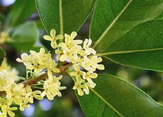 室内摆放|家里种桂花树风水好吗