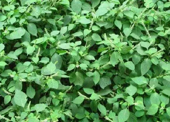 植物百科|苏子油是什么植物类别
