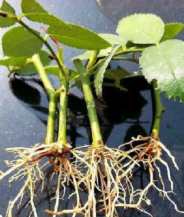 植物扦插|什么时候扦插月季最好（盆栽月季花怎样扦插成活率高）