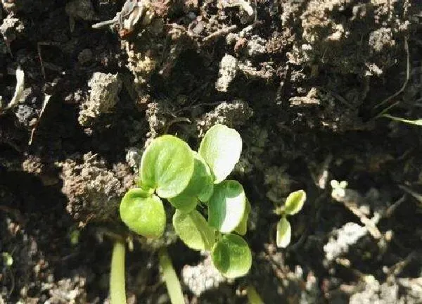 植物发芽|龙眼怎么发芽快