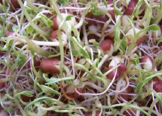 植物百科|红豆和红小豆一样吗 有啥区别