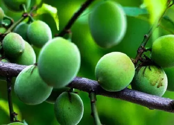 植物香味|甘梅是什么味道的
