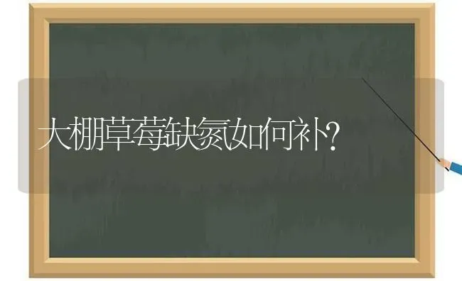 大棚草莓缺氮如何补？ | 瓜果种植