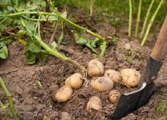 种植方法|土豆怎么种植方法步骤 土豆怎么种植才能高产