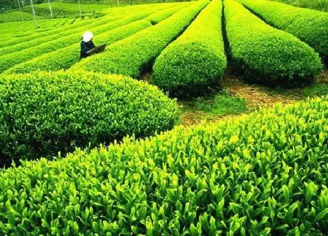 习性特点|藤条茶和古树茶的区别