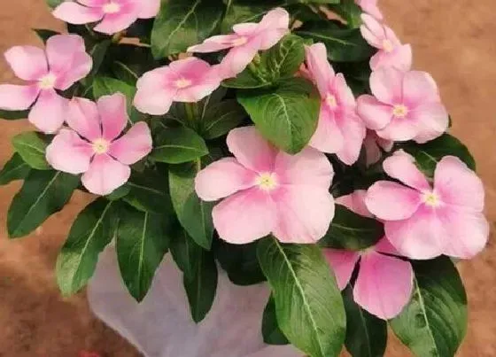 种植方法|长春花怎么种植 栽种时间和方法