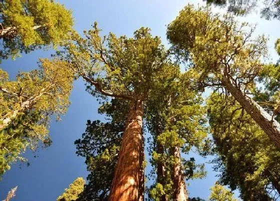 植物种类|红杉树是什么树种 长的什么样子