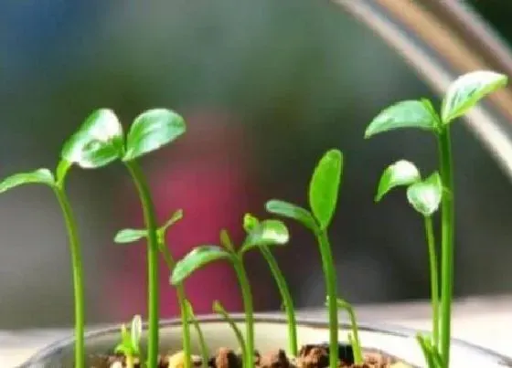 植物百科|橘子树有种子吗