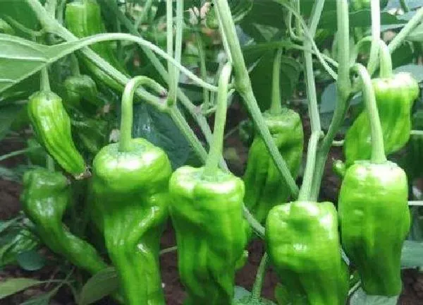 植物浇水|辣椒几天浇一次水 春夏秋冬各不同