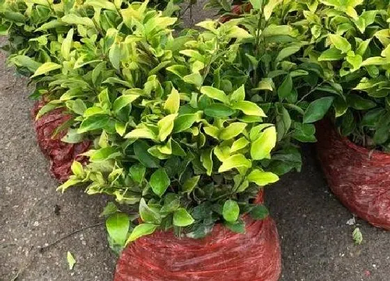 植物寓意|代表执着的植物有哪些