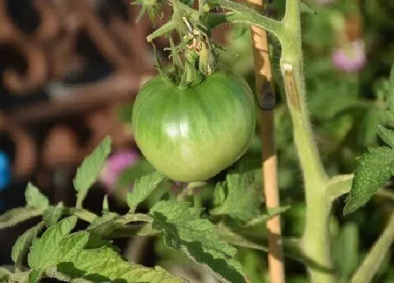 根部|西红柿是什么根系的植物