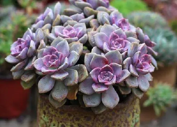 植物浇水|紫乐换盆后多久浇水一次