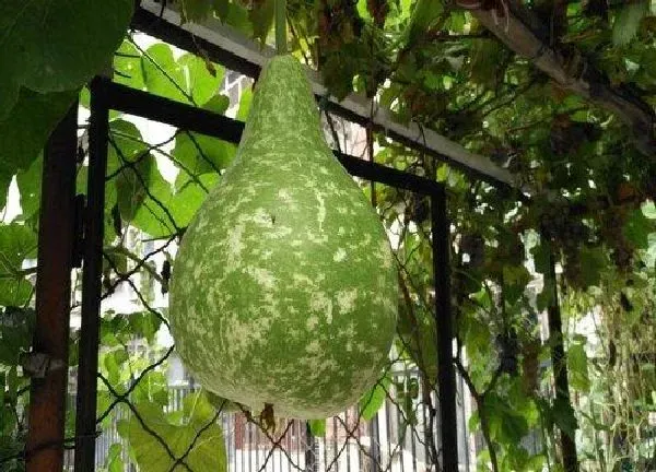 养殖科普|葫芦开花后怎么处理