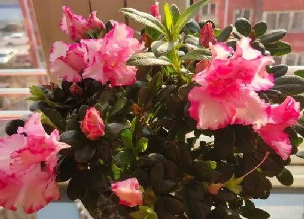 养殖方法|杜鹃花怎么养家庭养法