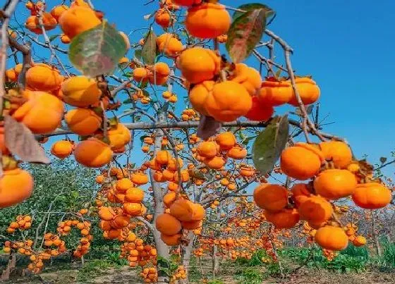 植物嫁接|柿子树几月份嫁接最好，柿子果树嫁接方法和最佳时间）