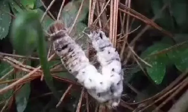 喷药|常用的微生物杀虫剂有哪些（微生物杀虫剂种类及杀虫范围）