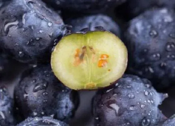 食用技巧|蓝莓怎么挑选好吃的