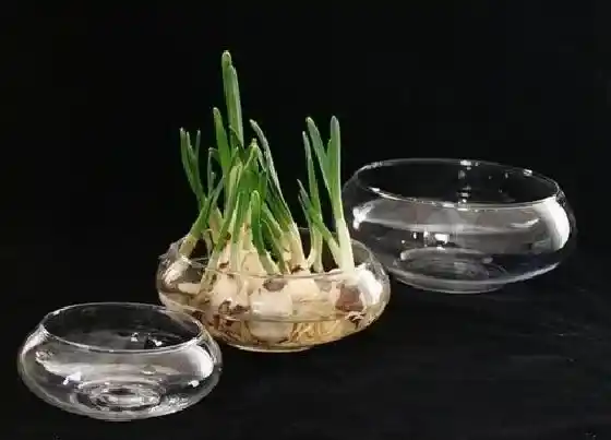 种植管理|室内水培植物哪种好养活 适合室内水养的花卉绿植